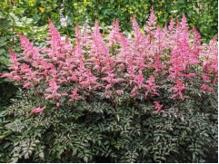 Астильба простолистная 