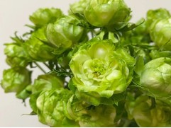 Роза японская 