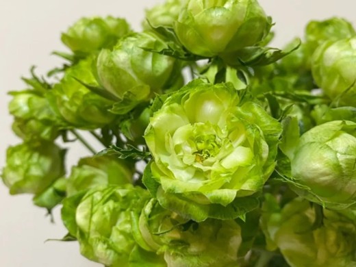 Роза японская Роза японская