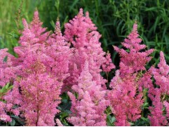 Астильба японская 