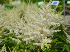 Астильба японская 