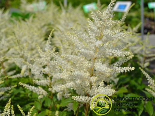 Астильба японская Астильба японская