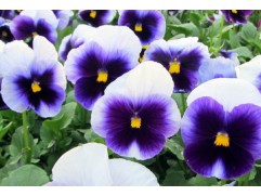 Виола виттрока Виола виттрока