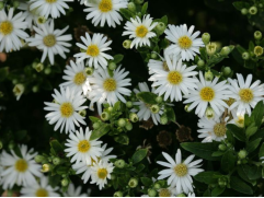 Астра агератовидная 