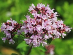 Душица обыкновенная 