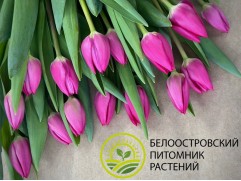 Тюльпан сорт 