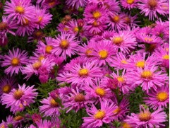 Астра кустарниковая 