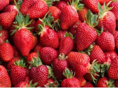 Земляника крупноплодная ремонтантная 