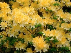 Рододендрон листопадный (азалия) 