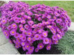 Астра кустарниковая 