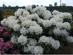 Рододендрон гибридный 