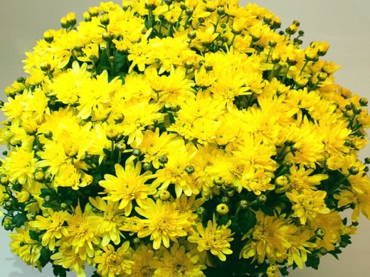 Хризантема мультифлора Хризантема мультифлора