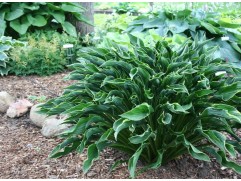 Хоста гибридная 