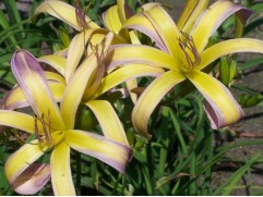 Лилейник гибридный Лилейник гибридный