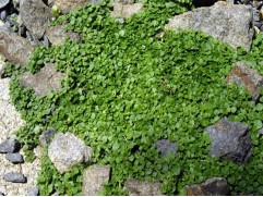 Мята корсиканская (Контейнер 1,0 л.) Мята корсиканская (Контейнер 1,0 л.)