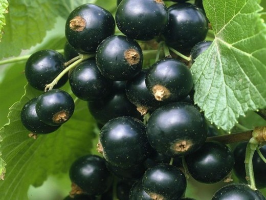 Смородина черная Смородина черная