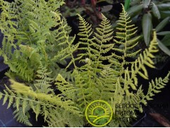 Кочедыжник женский 