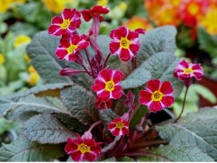 Примула бесстебельная 