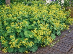 Манжетка мягкая 