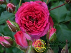 Роза спрей Роза спрей