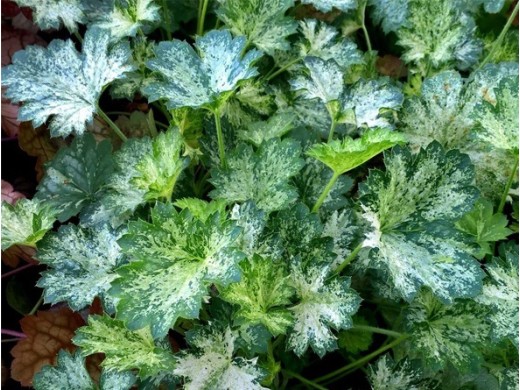 Гейхера гибридная Гейхера гибридная