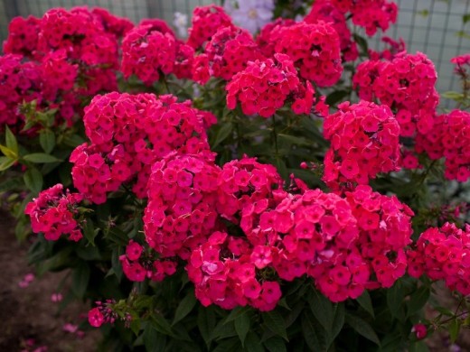 Флокс метельчатый Флокс метельчатый