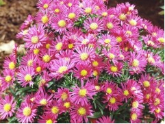 Астра кустарниковая 