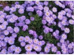 Астра кустарниковая 