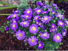 Астра кустарниковая 