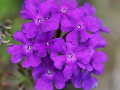 Калибрахоа 