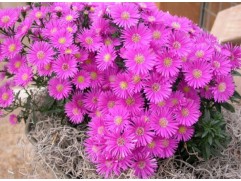 Астра кустарниковая 