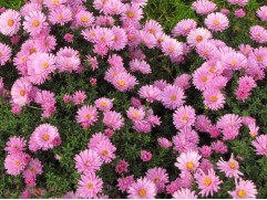 Астра кустарниковая 