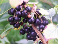 Смородина черная Смородина черная