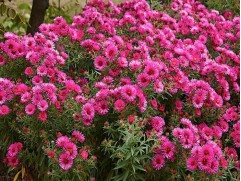 Астра ново-бельгийская 