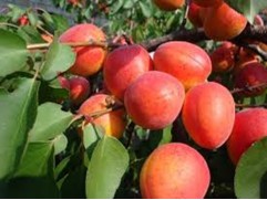 Абрикос 