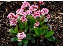 Бадан гибридный 