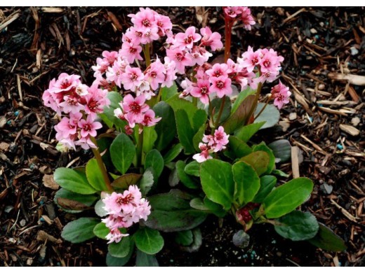 Бадан гибридный Бадан гибридный