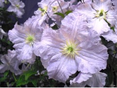 Клематис крупноцветковый 