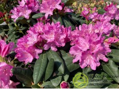 Рододендрон катевбинский 