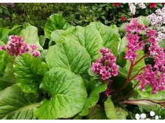 Бадан сердцелистный 