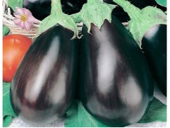Баклажан 