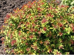 Спирея японская 