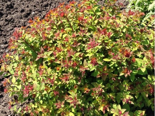 Спирея японская Спирея японская