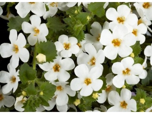 Бакопа Бакопа