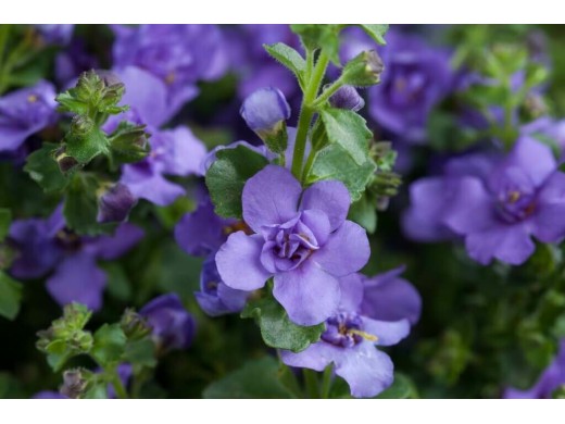 Бакопа Бакопа