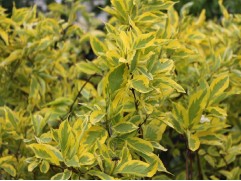 Дерен белый 