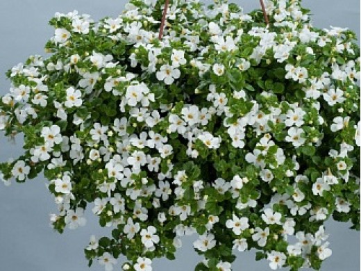 Бакопа Бакопа