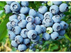 Голубика высокорослая Голубика высокорослая