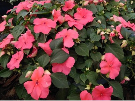 Бальзамин Бальзамин