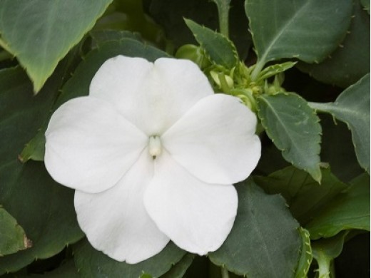 Бальзамин Бальзамин